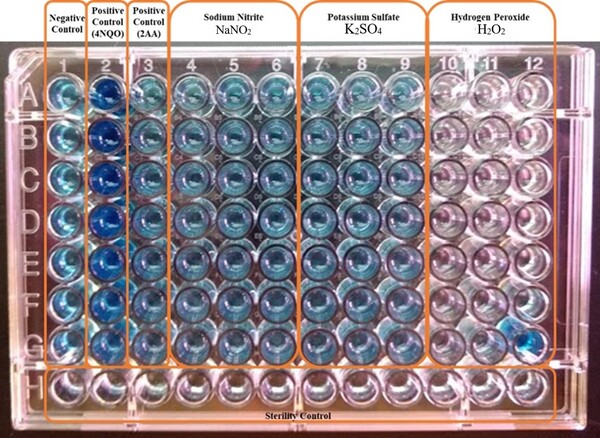 Elucidating the Genotoxicity of Synthetic Food Preservatives with the SOS Chromotest