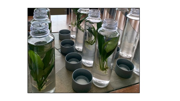 The Effect of <i>Anubias barteri</i> Plant Species on Limiting Freshwater Acidification