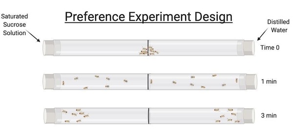 Examining effects of <em>E. muscae</em> on olfactory function in <em>D. melanogaster</em>