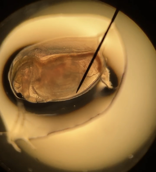 The impact of Red 40 artificial food dye on the heart rate of <em>Daphnia magna</em>