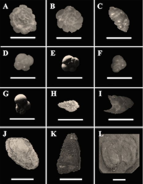 Cover photo for Estimating Paleoenvironments Utilizing Foraminiferal Fossils from the Toyohama Formation, Aichi Prefecture, Central Japan