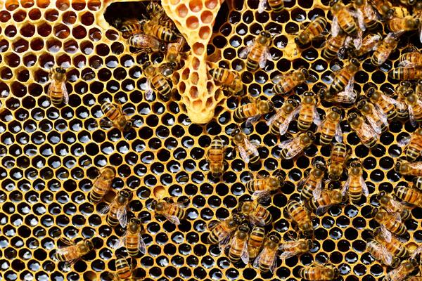 Beeing sustainable: Honey as a bioindicator for pollution