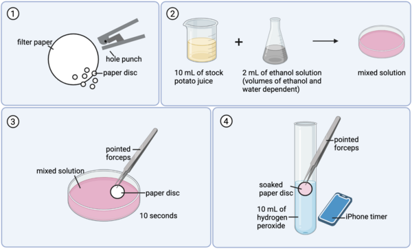 How Ethanol Concentration Affects Catalase Catalysis of Hydrogen Peroxide