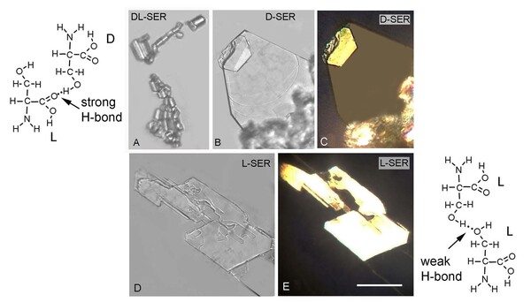 Racemic serine is less soluble than pure enantiomers due to stronger intermolecular hydrogen bonds