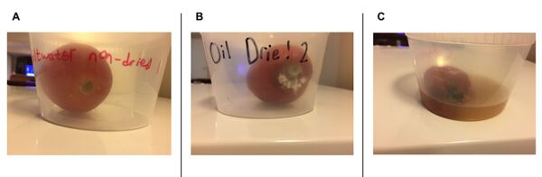 The Effect of Various Preparation Methods on the Spoilage Rate of Roma Tomatoes (Solanum lycopersicum)
