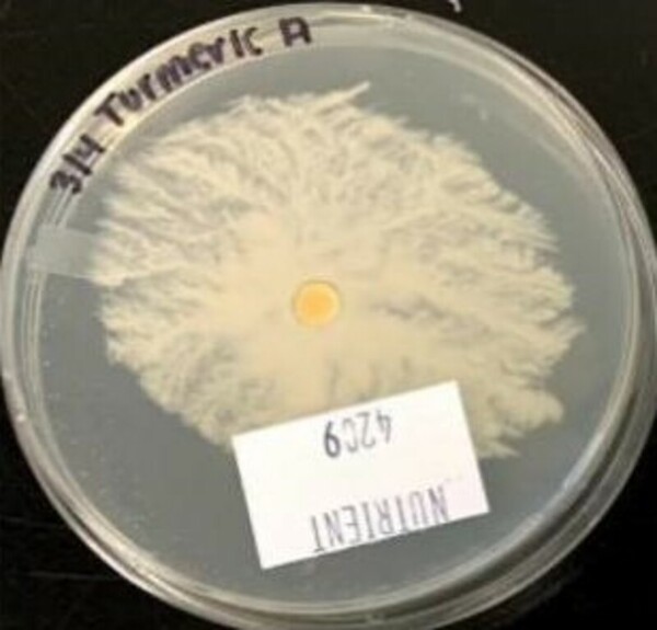 Antibacterial effectiveness of turmeric against gram-positive <i>Staphylococcus epidermidis</i>