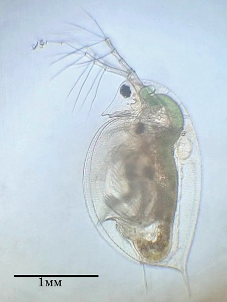 Differences in the effect of copper sulfate on the mortality rate of Ostracod and <em>Daphnia</em>
