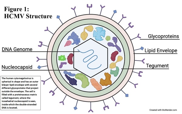 Using CRISPR technology to inhibit the replication of human cytomegalovirus by deletion of a gene promoter