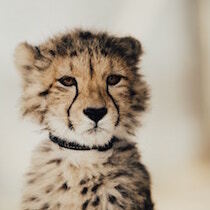 Simulations of Cheetah Roaming Demonstrate the Effect of Safety Corridors on Genetic Diversity and Human-Cheetah Conflict