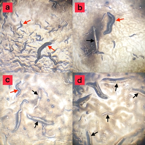 The role of <em>xpa-1</em> and <em>him-1</em> in UV protection of <em>Caenorhabditis elegans</em>