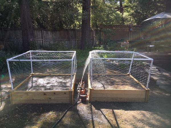 Fire and dry grass: Effects of <i>Pennisetum villosum</i> on a California native, <i>Nassella pulchra</i>, in drought times