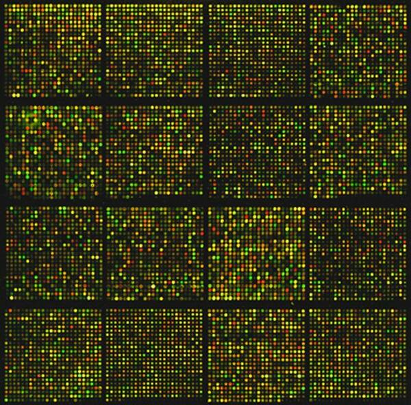 A novel approach to determine which organism best displays Gijswijt's Sequence in its genome