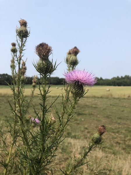 Application of arbuscular mycorrhizal fungi to inhibit nitrogen uptake of weeds within crop fields