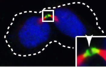 The Cilium- and Centrosome-Associated Protein CCDC11 Is Required for Cytokinesis via Midbody Recruitment of the ESCRT- III Membrane Scission Complex Subunit CHMP2A