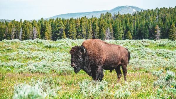 The association between hunting and the feeding and vigilance times of American bison in North Dakota and Montana