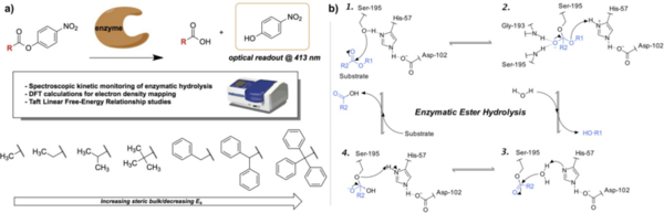 Taft linear free-energy relationships in the biocatalytic hydrolysis of sterically hindered nitrophenyl ester substrates