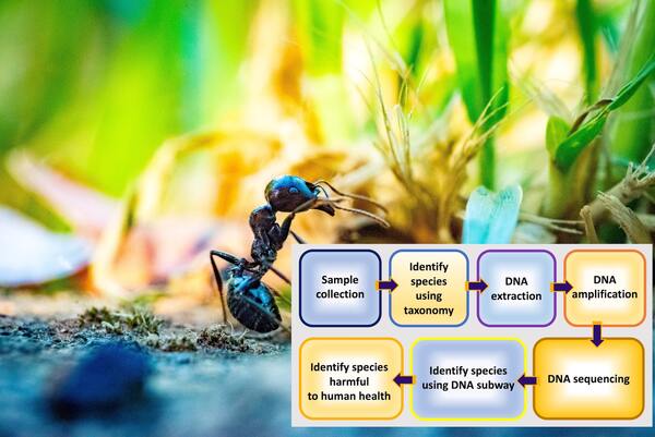 Friend or foe: Using DNA barcoding to identify arthropods found at home