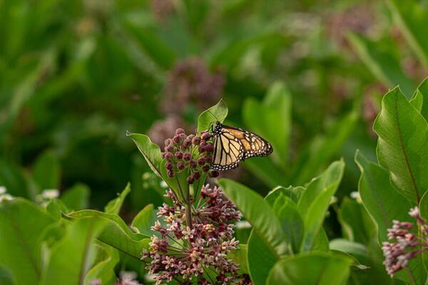 Milkweed sustainability in the Sonoran Desert: <em>A. erosa</em> is more water-efficient compared to two other species