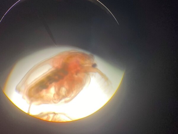 Effects of Photoperiod Alterations on Stress Response in <em>Daphnia magna</em>