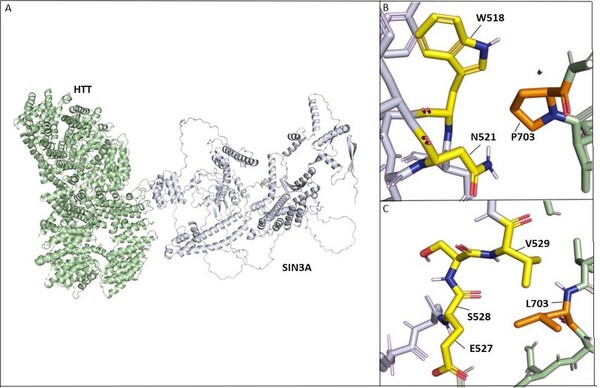 Disruptions in protein-protein interactions between HTT, PRPF40B, and MECP2 are involved in Lopes-Maciel-Rodan syndrome 