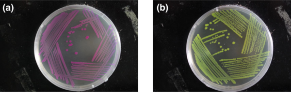 Role of bacterial flagella in bacterial adhesion of <em>Escherichia coli</em> to glass surface