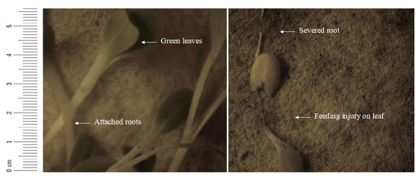 Reducing Crop Damage Caused by Folsomia candida by Providing an Alternate Food Source