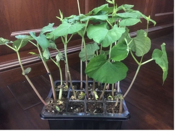 Effects of polyethylene microplastics on the growth of <em>Arabidopsis thaliana</em> & <em>Phaseolus vulgaris</em> and their soil
