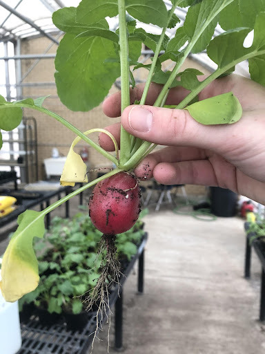 Biofortification of <em>Raphanus sativus</em> through irrigation with Ca<sup>2+</sup> solutions does not increase calcium content