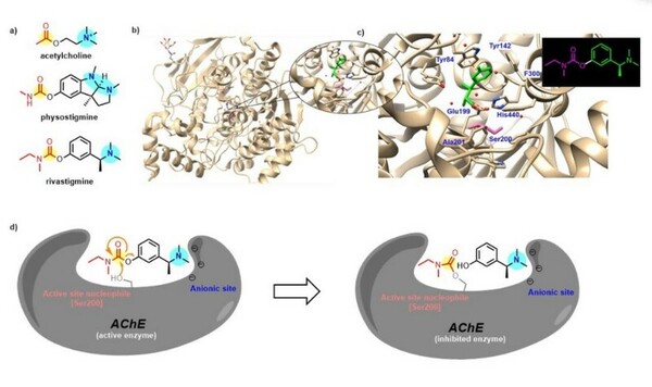 Modular mimics of neuroactive alkaloids - design, synthesis, and cholinesterase inhibitory activity of rivastigmine analogs