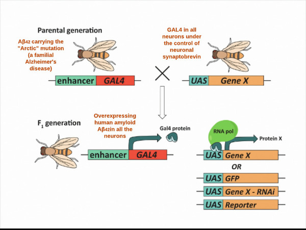 A Novel Alzheimer's Disease Therapeutic Model: Attenuating Hyperphosphorylated Tau and Amyloid β (Aβ) Aggregates by Characterizing Antioxidative, Anti-Inflammatory, and Neuroprotective Properties of Natural Extracts