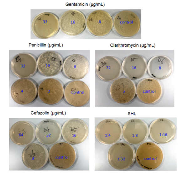 Enhancing activity of antibiotics against Staphylococcus aureus with Shuang-Huang-Lian