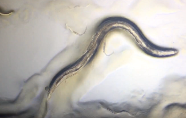 Synergistic Effects of Metformin and Captopril on <em>C. elegans</em>