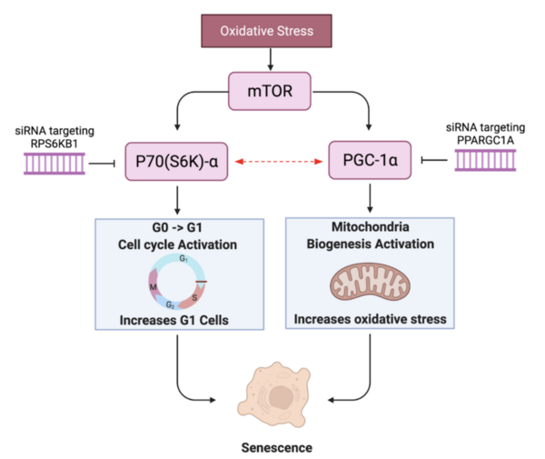 Innovative Treatment for Reducing Senescence and Revitalizing Aging Cells through Gene Silencing 