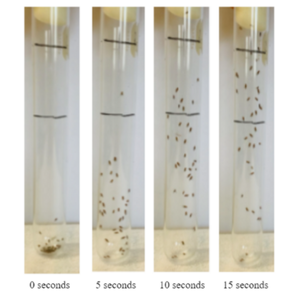 The effects of <em>Helianthus Annuus</em> on Amyotrophic Lateral Sclerosis using <em>Drosophila Melanogaster</em>