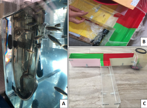 A Crossover Study Comparing the Effect of a Processed vs. Unprocessed Diet on the Spatial Learning Ability of Zebrafish