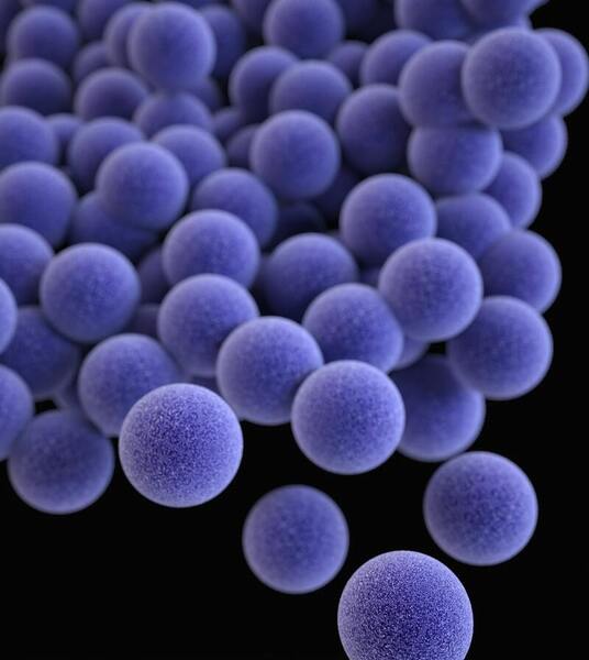 Cocktail therapy to inhibit multispecies biofilm in cystic fibrosis patients