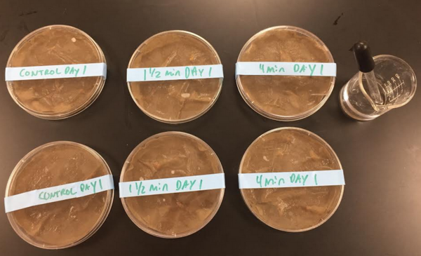 The Effect of Radiant Energy on Radish Seed Germination