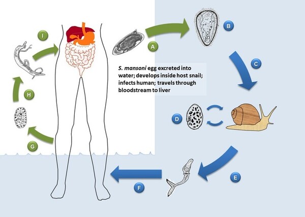Exposure to <i>Schistosoma mansoni</i> antigen induces an allergic response to peanuts in an American cockroach model