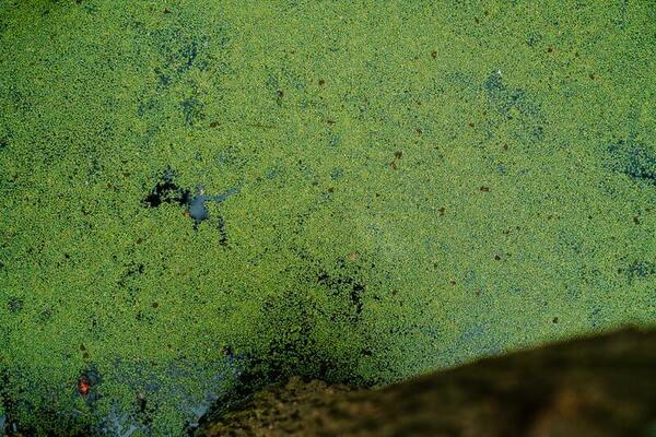 Analysis of ultraviolet light as a bactericide of gram-negative bacteria in <em>Cladophora</em> macroalgae extracts