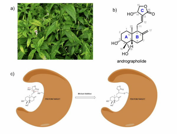 Reactivity-informed design, synthesis, and Michael addition kinetics of C-ring andrographolide analogs