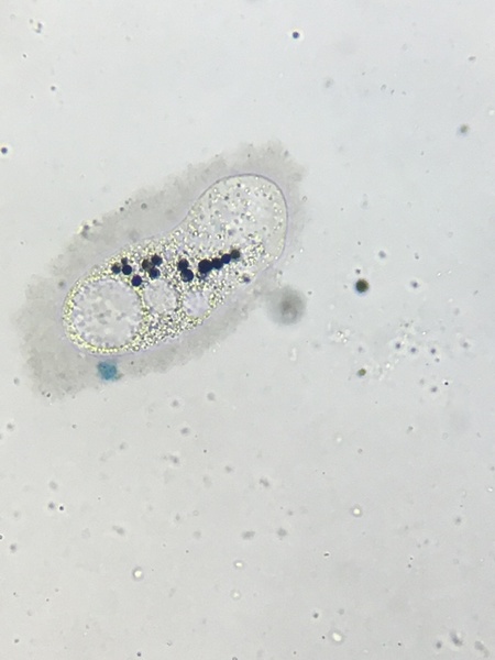 Increased carmine red exposure periods yields a higher number of vacuoles formed in <em>Tetrahymena pyriformis</em>