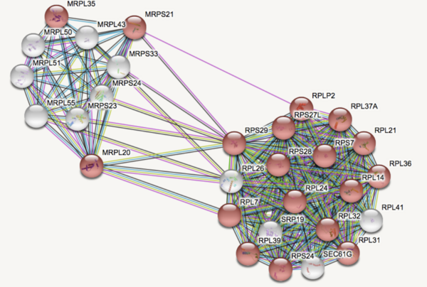 Upregulation of the Ribosomal Pathway as a Potential  Blood-Based Genetic Biomarker for Comorbid Major Depressive Disorder (MDD) and PTSD