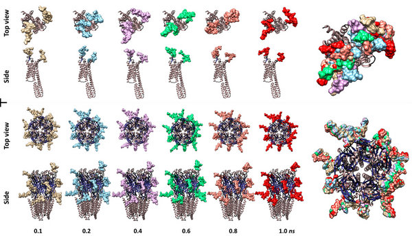 The sweetened actualities of neural membrane proteins: A computational structural analysis