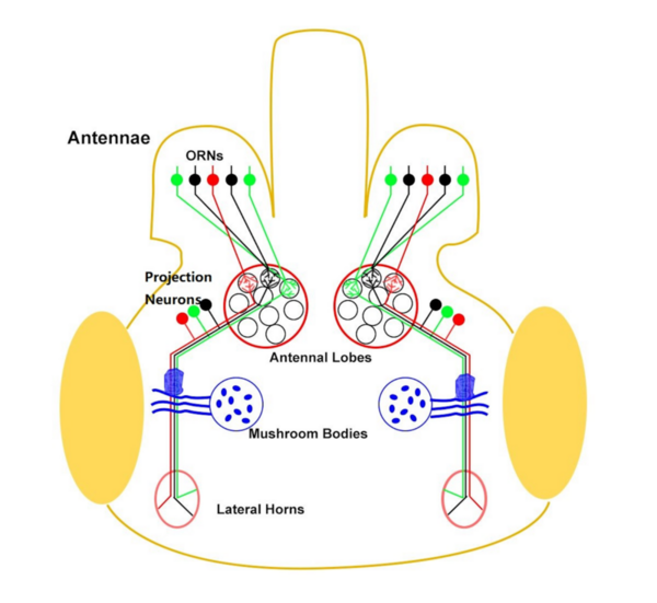 Linear and non-linear summation of responses to visual and olfactory cues in male <em>Drosophila melanogaster</em>