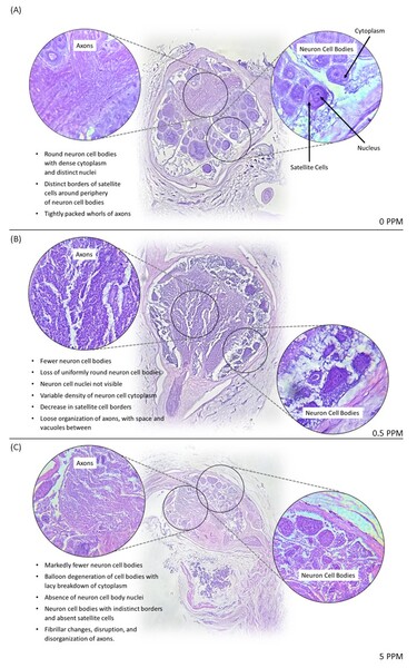 Effects of copper sulfate exposure on the nervous system of the <em>Hirudo verbana</em> leech