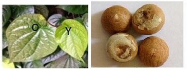 Effects of Paan Extracts on Periodontal Ligament and Osteosarcoma Cells