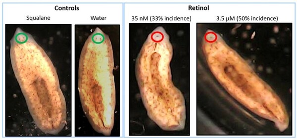 Effect of hypervitaminosis A in regenerating planaria: A potential model for teratogenicity testing