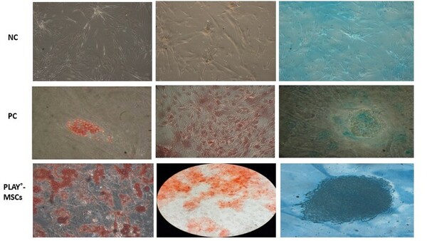 <i>In vitro</i> characterization of umilical cord-dervied MSC's supplemented with PLAY®:A potential FBS substitute