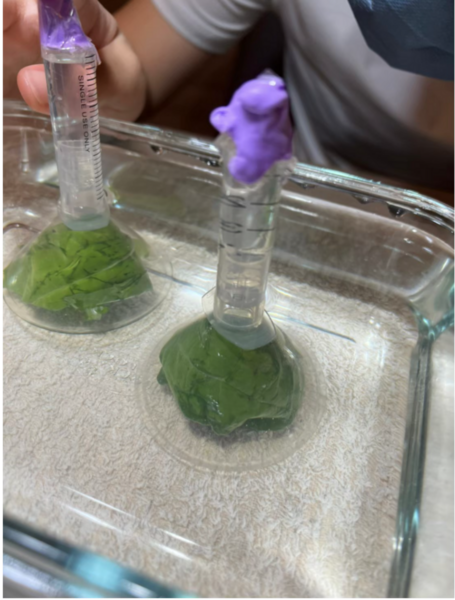 Different volumes of acetic acid affect the oxygen production of spinach leaves during photosynthesis