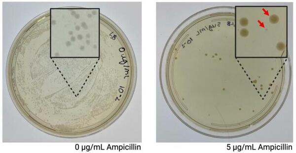 Investigating facilitated biofilm formation in <em>Escherichia coli</em> exposed to sublethal levels of ampicillin